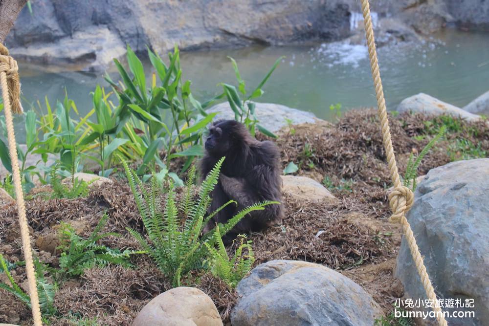 新竹「新竹市立動物園」好拍好玩戶外動物王國，門票、交通、環境全攻略
