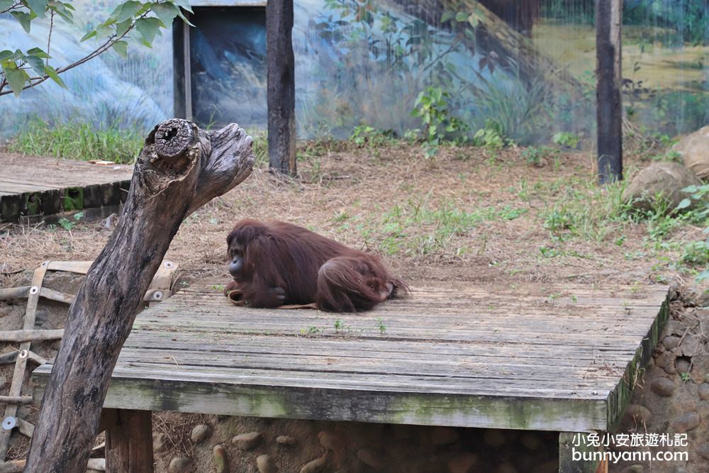 新竹「新竹市立動物園」好拍好玩戶外動物王國，門票、交通、環境全攻略