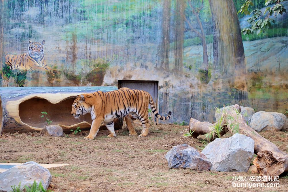 新竹「新竹市立動物園」好拍好玩戶外動物王國，門票、交通、環境全攻略