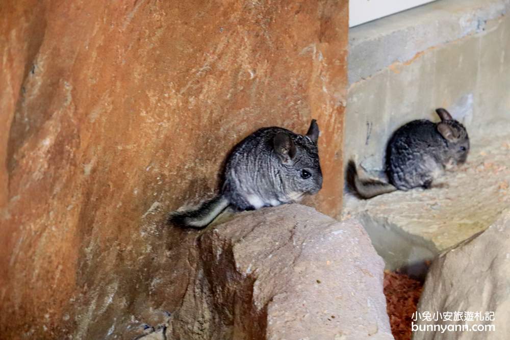 新竹「新竹市立動物園」好拍好玩戶外動物王國，門票、交通、環境全攻略