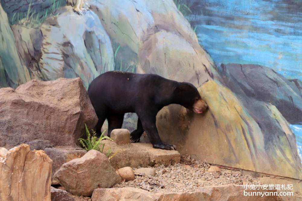 新竹「新竹市立動物園」好拍好玩戶外動物王國，門票、交通、環境全攻略