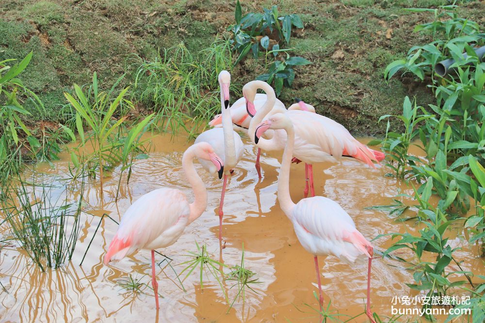 新竹「新竹市立動物園」好拍好玩戶外動物王國，門票、交通、環境全攻略