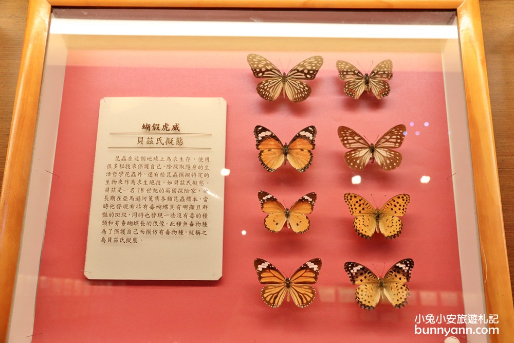 嘉義新嘉大昆蟲館，走進蝴蝶森林裡，全台唯一的旋轉彩蝶柱
