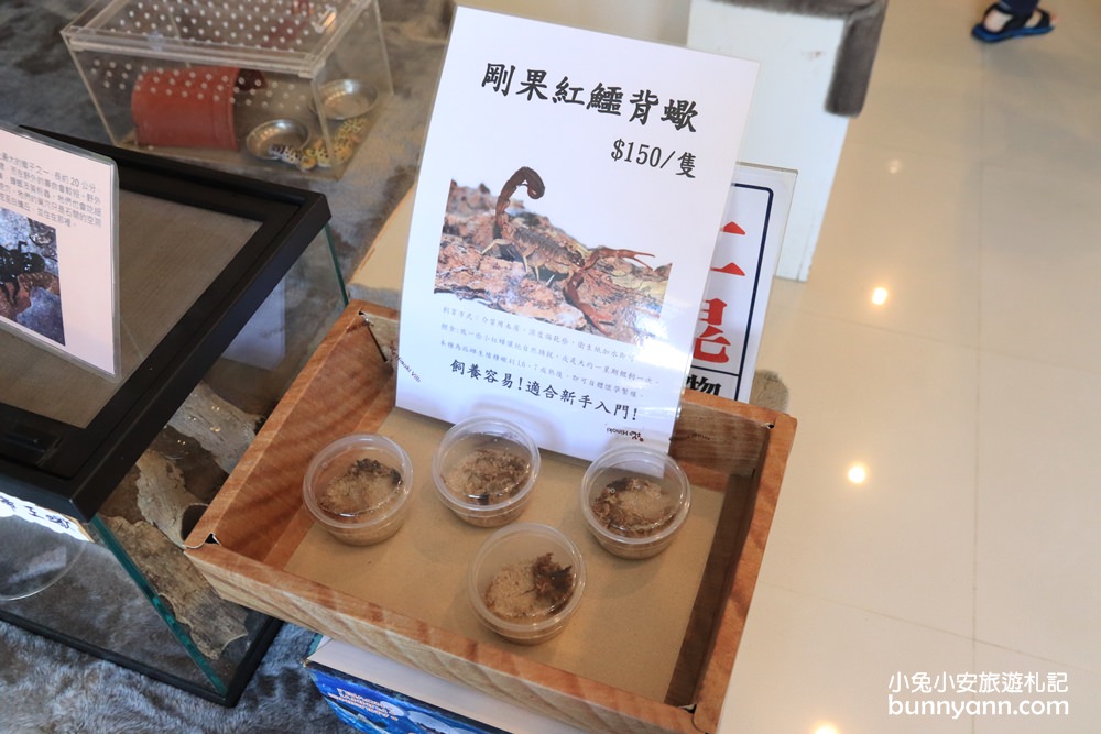嘉義新嘉大昆蟲館，走進蝴蝶森林裡，全台唯一的旋轉彩蝶柱