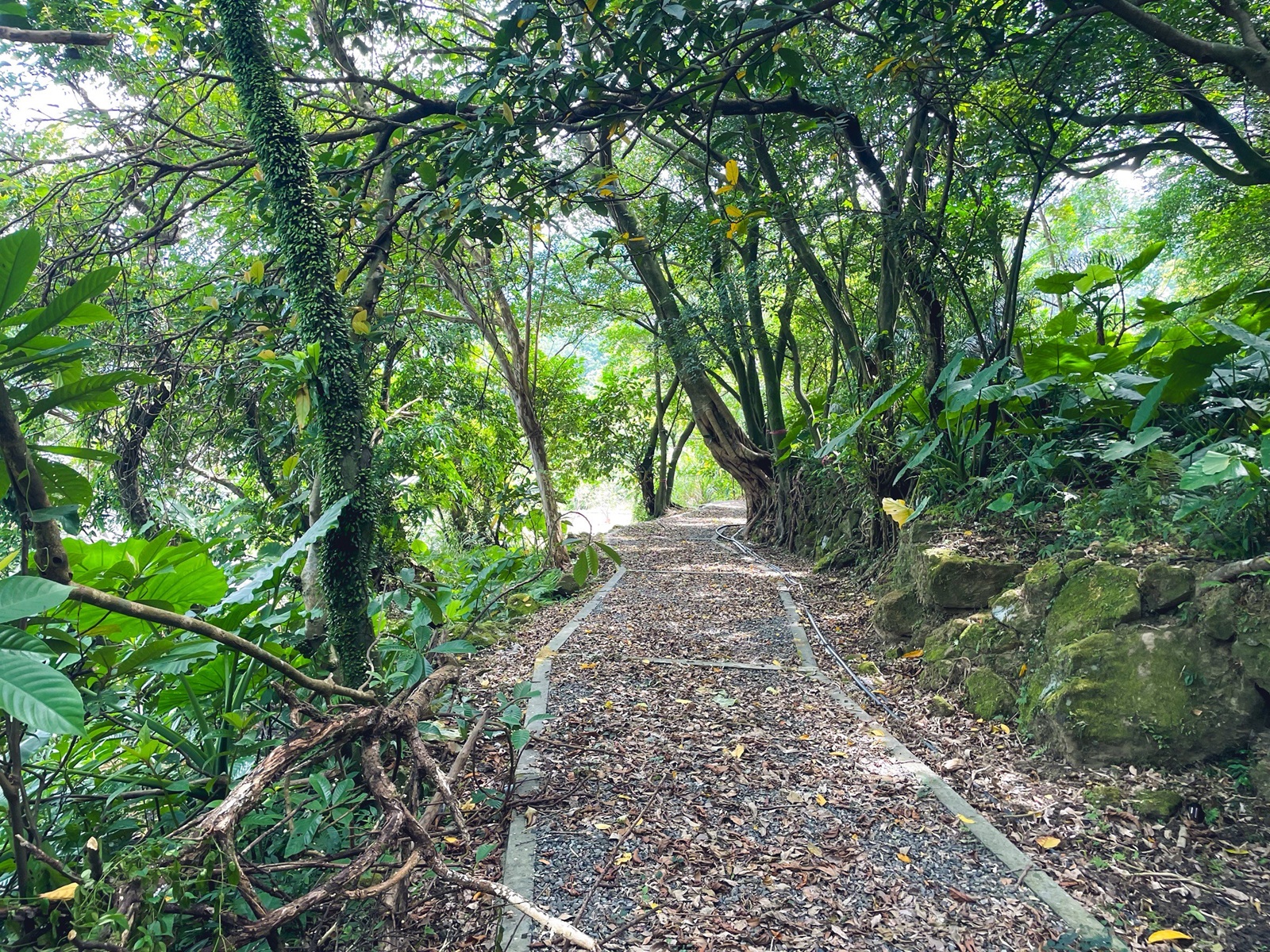 新北【瑞芳運動公園】嗨玩山丘溜滑梯，環山森林步道舒適又好走