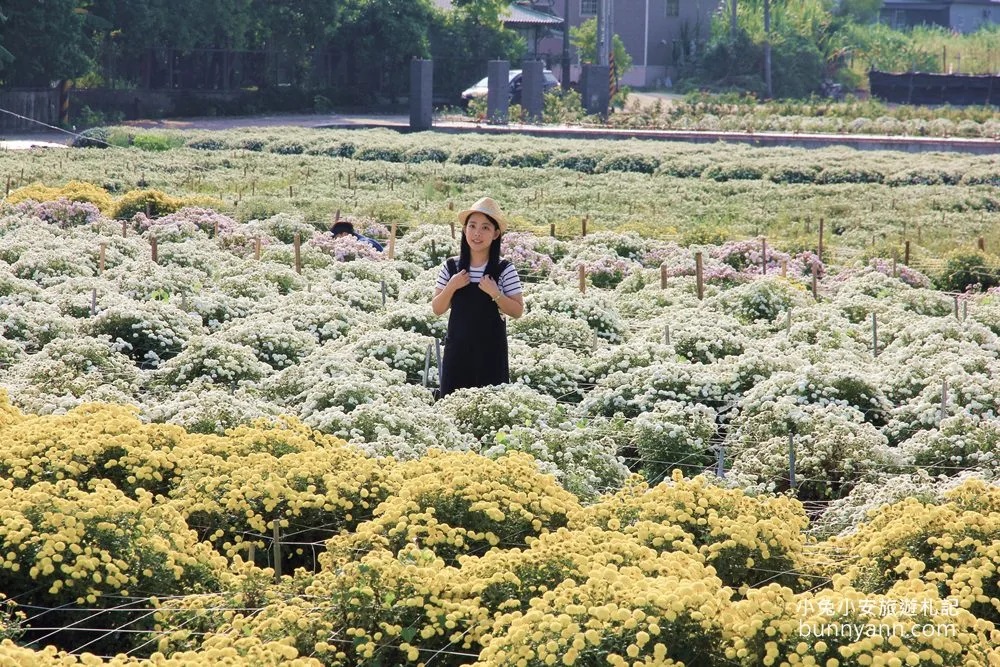 銅鑼杭菊花海