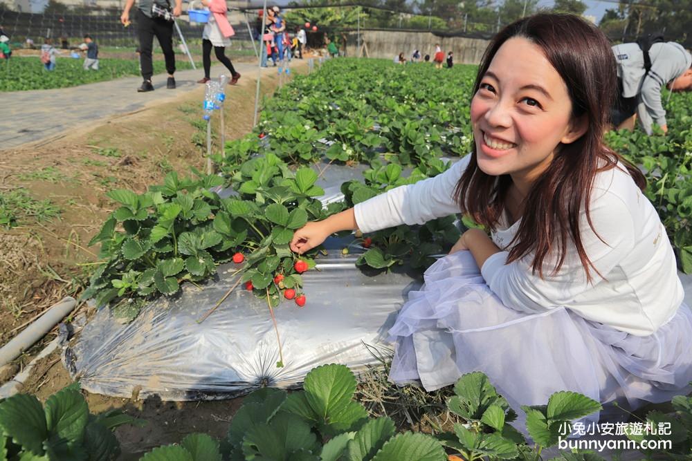 台中景點》潭子草莓世界入園免費！中台灣草莓季開始啦～酸甜的新鮮草莓等你來採！