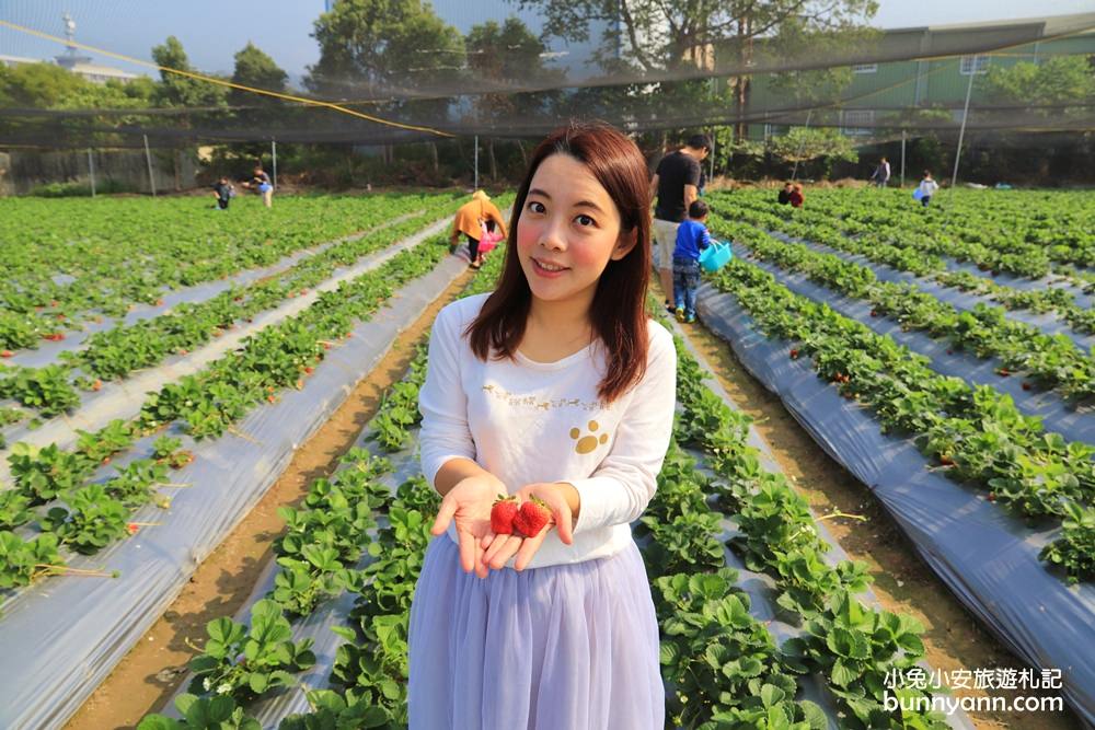 台中景點》潭子草莓世界入園免費！中台灣草莓季開始啦～酸甜的新鮮草莓等你來採！