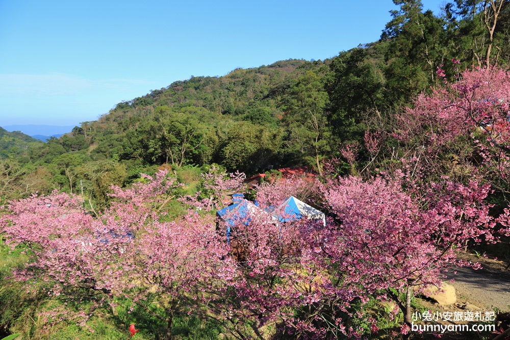 新北【三峽大熊櫻花林】櫻花七成綻放中，浪漫花況曝光，準備賞花去