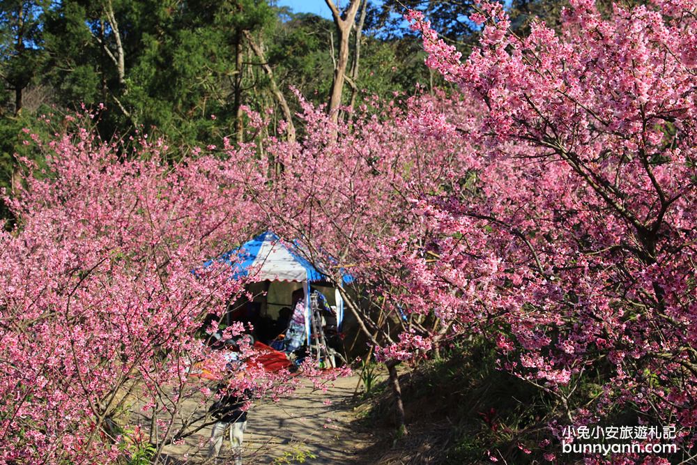 新北【三峽大熊櫻花林】櫻花七成綻放中，浪漫花況曝光，準備賞花去