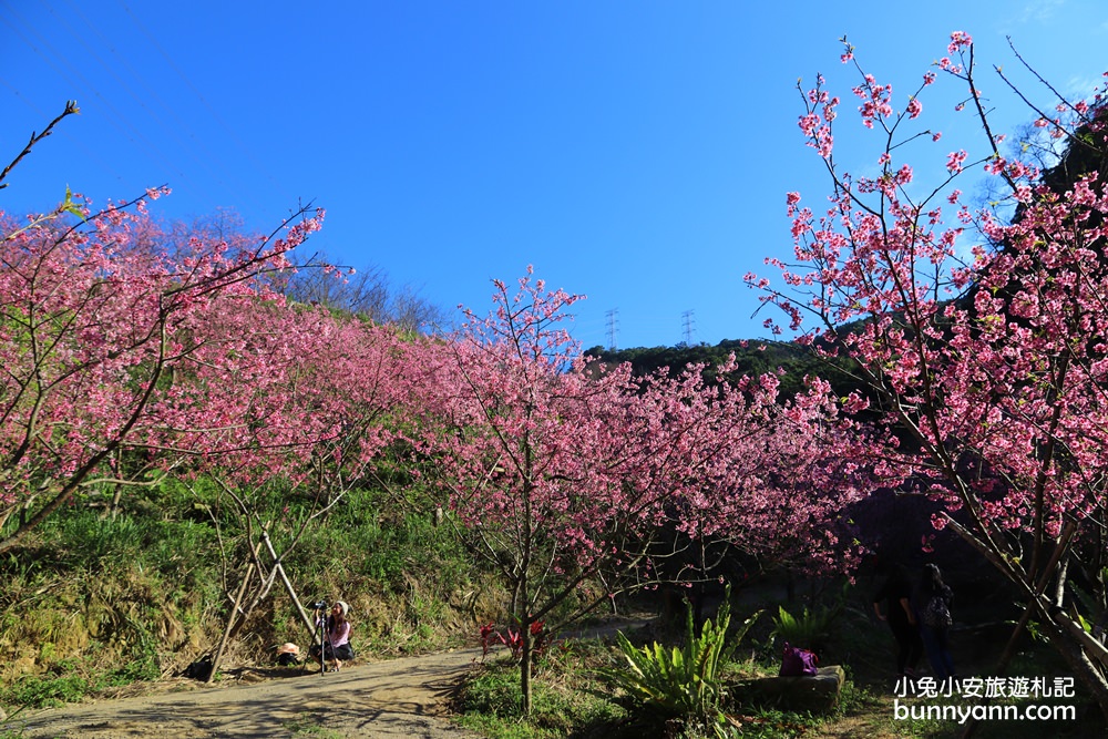 新北【三峽大熊櫻花林】櫻花七成綻放中，浪漫花況曝光，準備賞花去