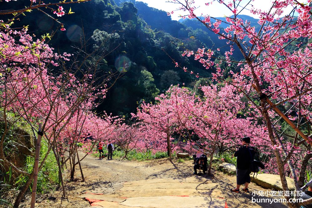 新北【三峽大熊櫻花林】櫻花七成綻放中，浪漫花況曝光，準備賞花去