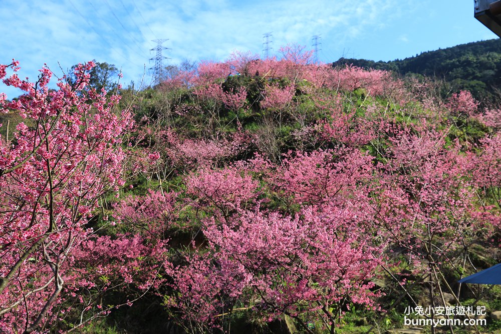 三峽景點｜大熊空櫻花林