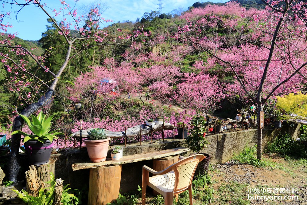 新北【三峽大熊櫻花林】櫻花七成綻放中，浪漫花況曝光，準備賞花去
