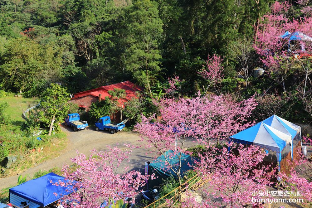 新北【三峽大熊櫻花林】櫻花七成綻放中，浪漫花況曝光，準備賞花去
