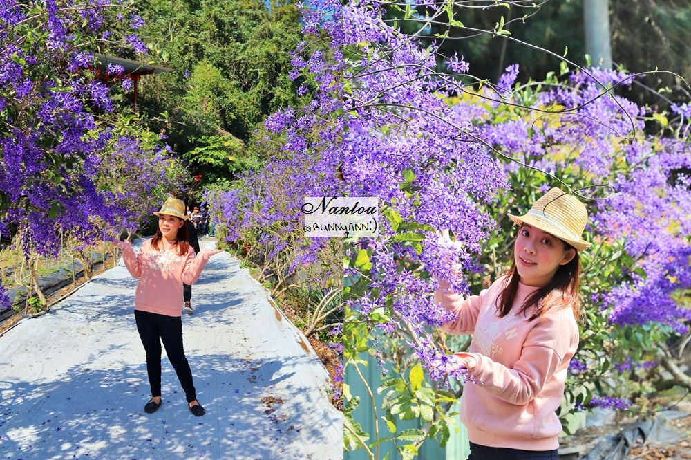 南投景點》埔里紫色花海走廊小秘境！美拍浪漫紫色風暴，本月最美季節限定色～