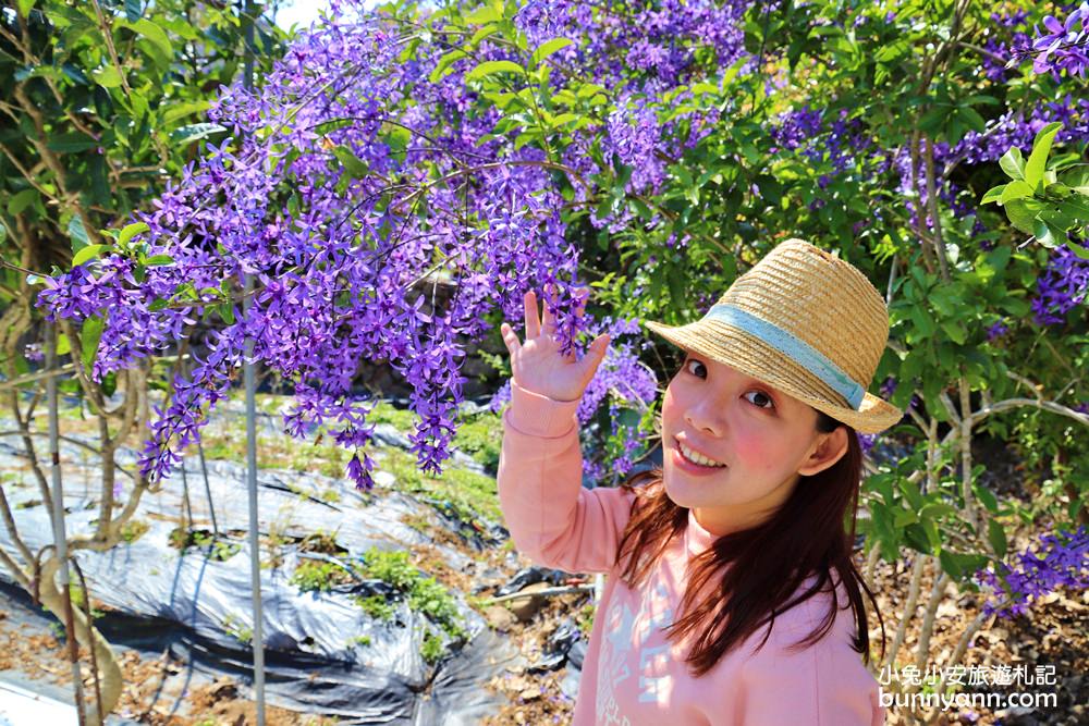 南投景點》埔里紫色花海走廊小秘境！美拍浪漫紫色風暴，本月最美季節限定色～