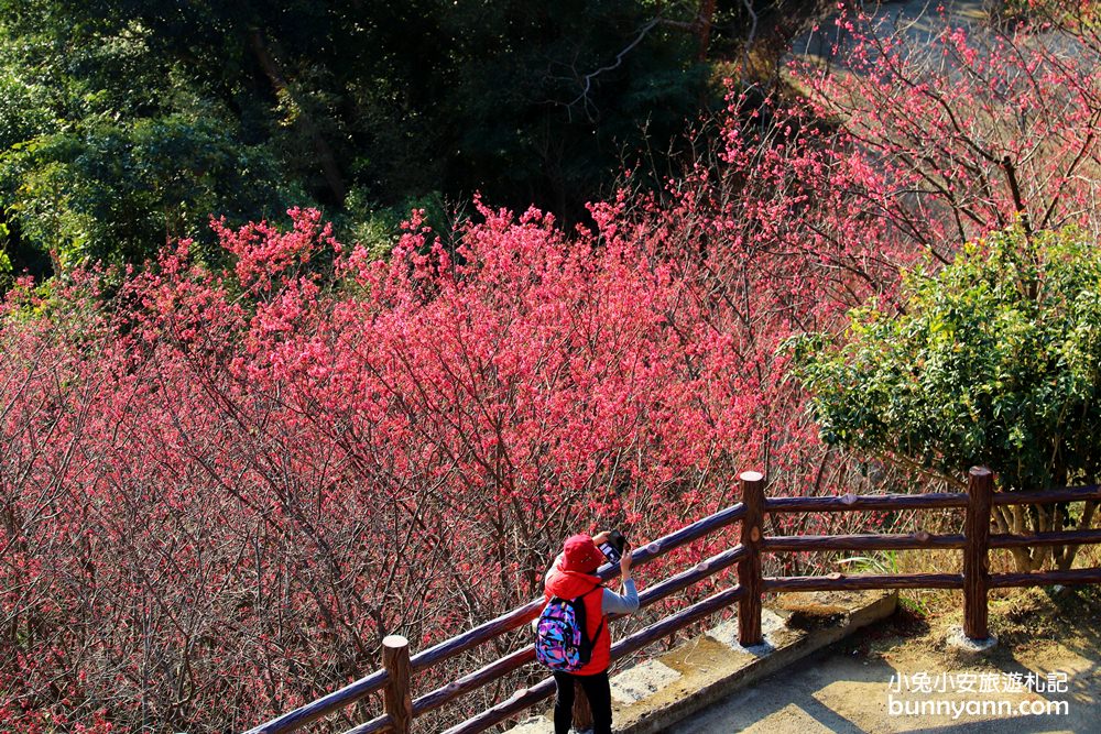 苗栗景點》賞櫻季節來了！獅潭協雲宮，山林間的紅粉櫻花谷～