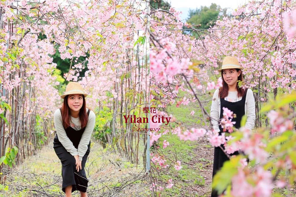 宜蘭景點》最新賞櫻去處！冬山鄉粉紅櫻花隧道，盛開枝垂櫻美如瀑布～