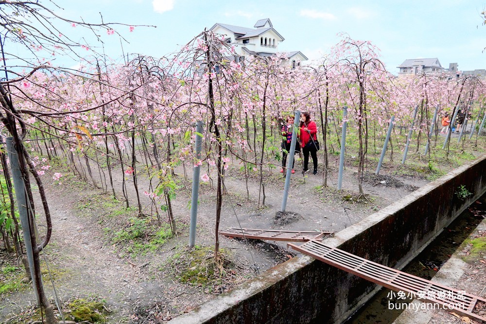 宜蘭景點》最新賞櫻去處！冬山鄉粉紅櫻花隧道，盛開枝垂櫻美如瀑布～