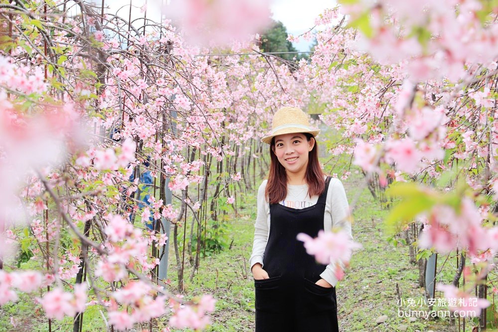 宜蘭景點》最新賞櫻去處！冬山鄉粉紅櫻花隧道，盛開枝垂櫻美如瀑布～