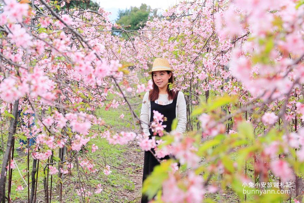 宜蘭景點》最新賞櫻去處！冬山鄉粉紅櫻花隧道，盛開枝垂櫻美如瀑布～