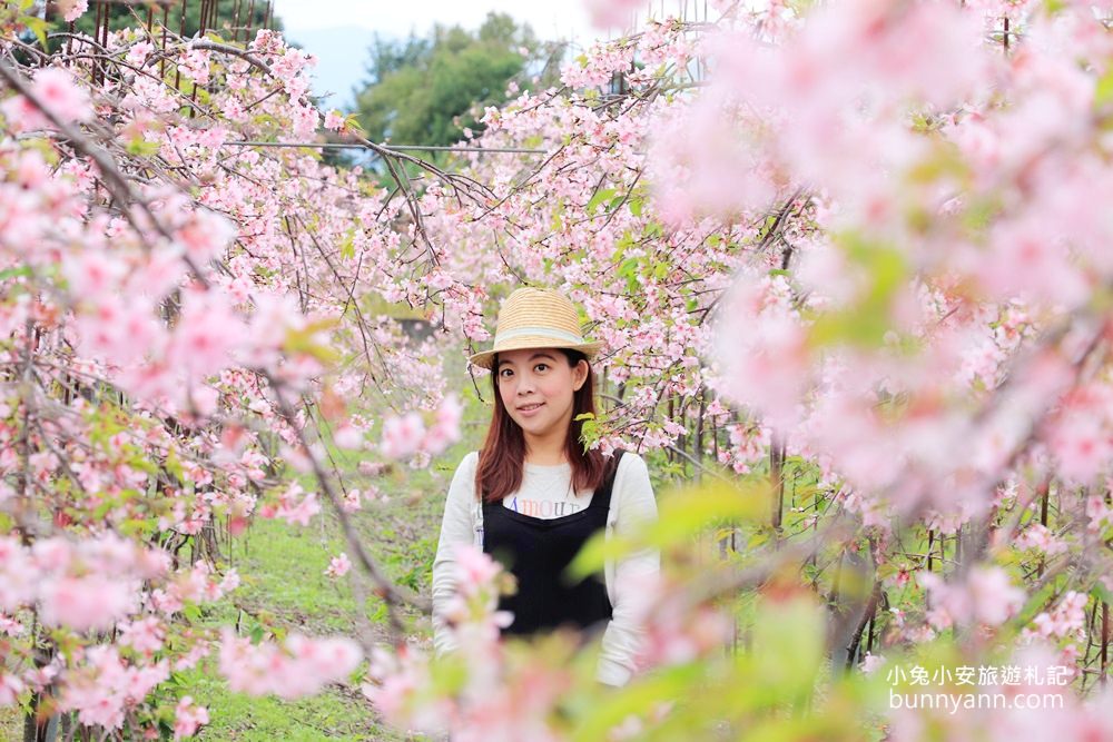 宜蘭景點》最新賞櫻去處！冬山鄉粉紅櫻花隧道，盛開枝垂櫻美如瀑布～