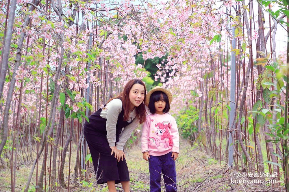 宜蘭景點》最新賞櫻去處！冬山鄉粉紅櫻花隧道，盛開枝垂櫻美如瀑布～