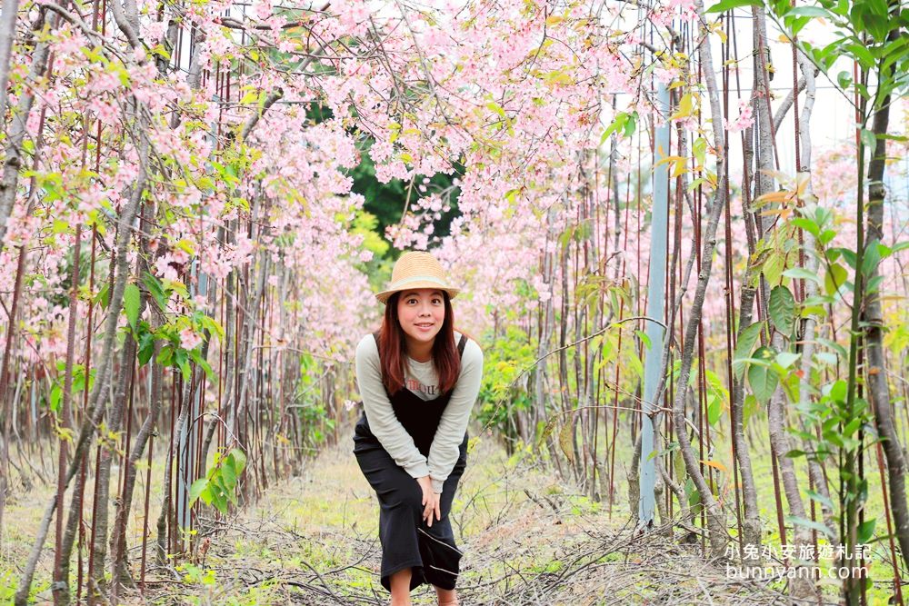 宜蘭景點》最新賞櫻去處！冬山鄉粉紅櫻花隧道，盛開枝垂櫻美如瀑布～