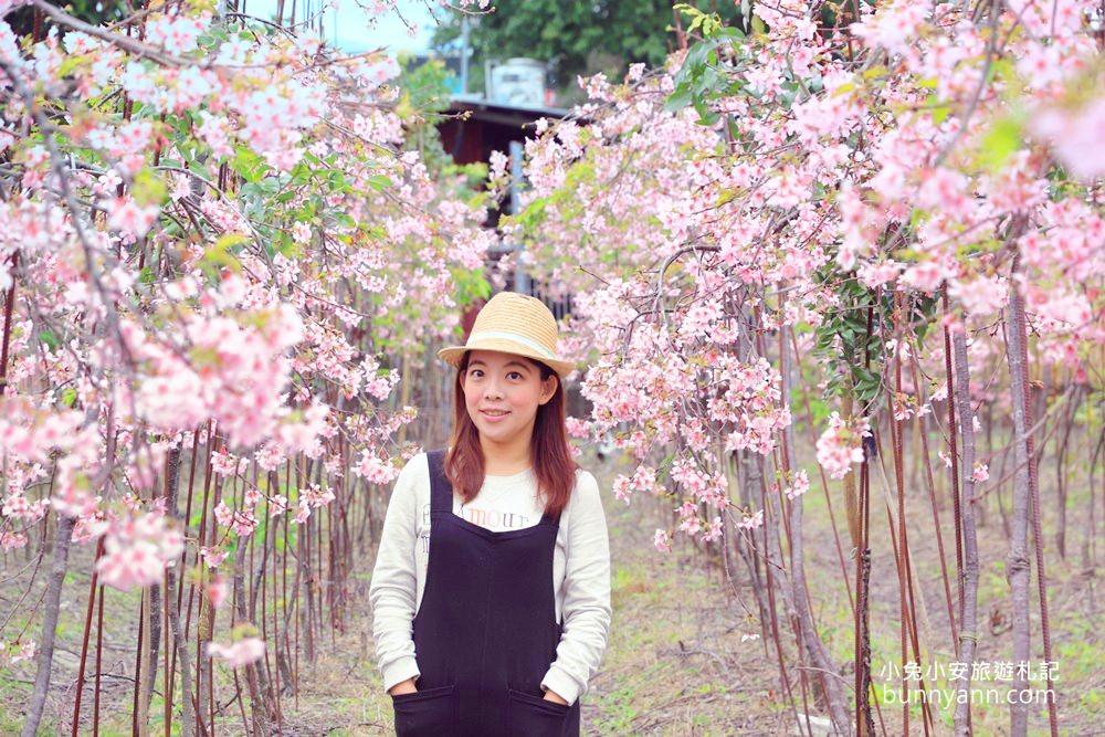 宜蘭景點》最新賞櫻去處！冬山鄉粉紅櫻花隧道，盛開枝垂櫻美如瀑布～