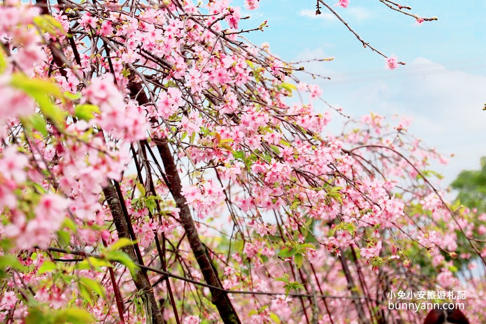 宜蘭景點》最新賞櫻去處！冬山鄉粉紅櫻花隧道，盛開枝垂櫻美如瀑布～