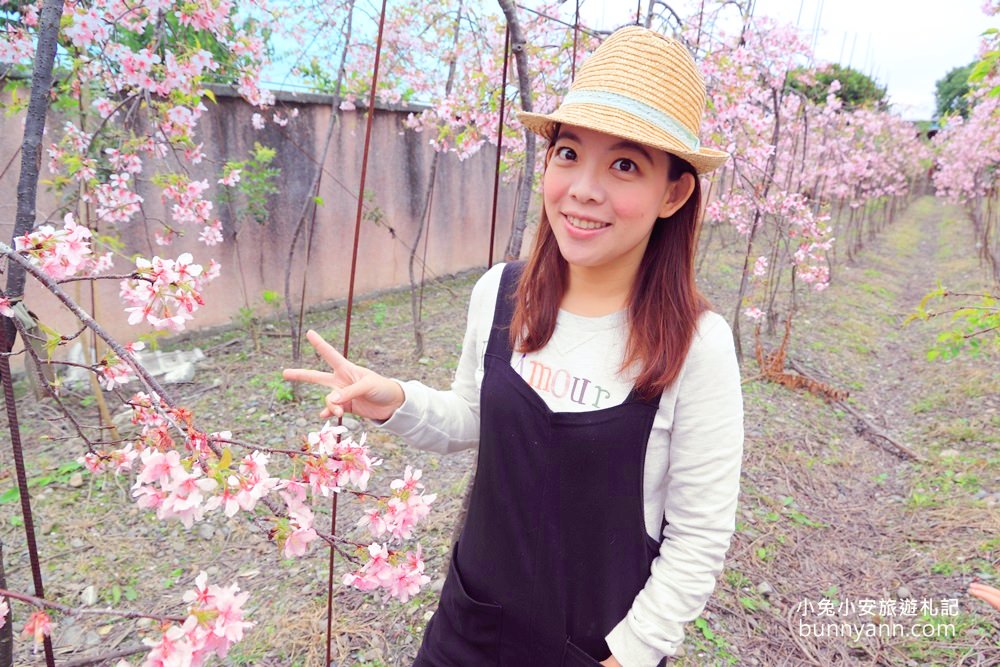 宜蘭景點》最新賞櫻去處！冬山鄉粉紅櫻花隧道，盛開枝垂櫻美如瀑布～