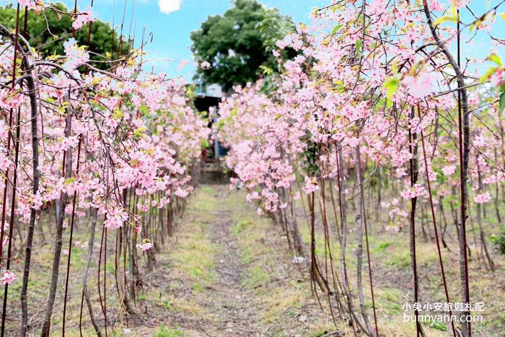 宜蘭景點》最新賞櫻去處！冬山鄉粉紅櫻花隧道，盛開枝垂櫻美如瀑布～