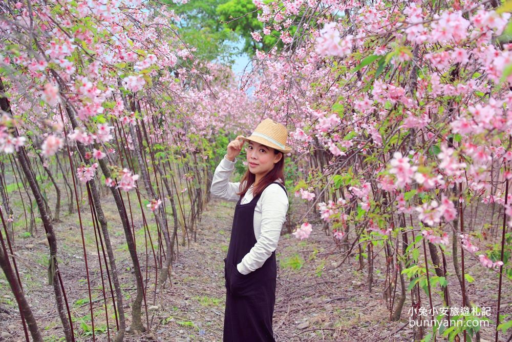 宜蘭景點》最新賞櫻去處！冬山鄉粉紅櫻花隧道，盛開枝垂櫻美如瀑布～