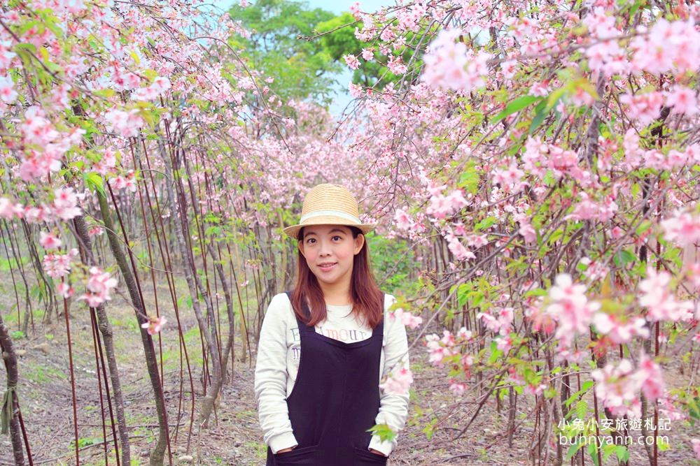 宜蘭景點》最新賞櫻去處！冬山鄉粉紅櫻花隧道，盛開枝垂櫻美如瀑布～
