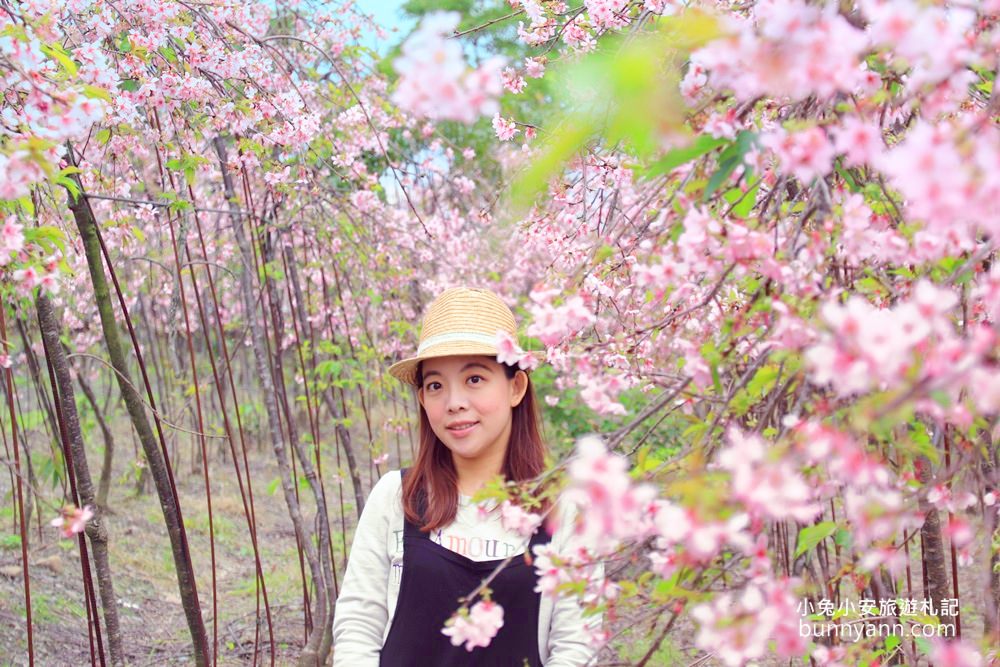 宜蘭景點》最新賞櫻去處！冬山鄉粉紅櫻花隧道，盛開枝垂櫻美如瀑布～