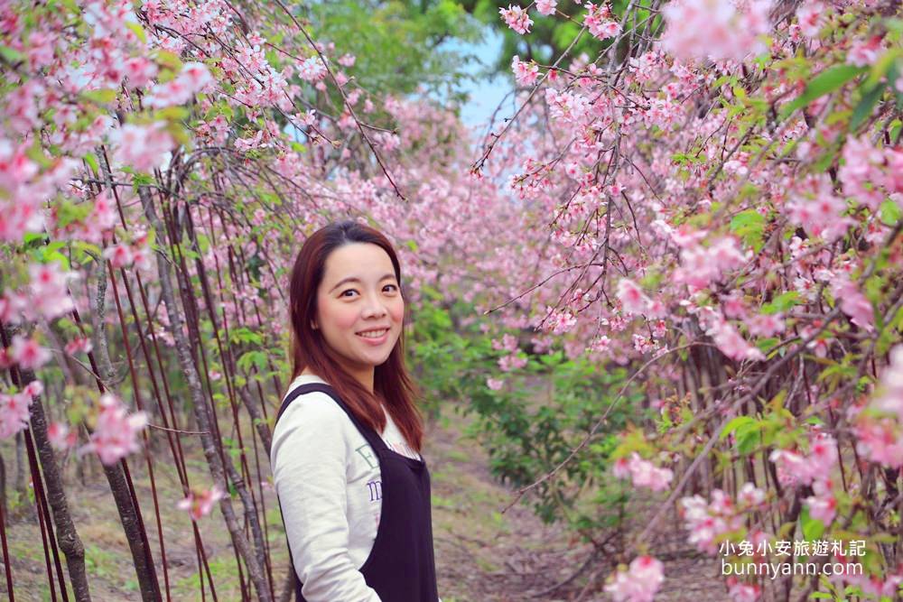 宜蘭景點》最新賞櫻去處！冬山鄉粉紅櫻花隧道，盛開枝垂櫻美如瀑布～