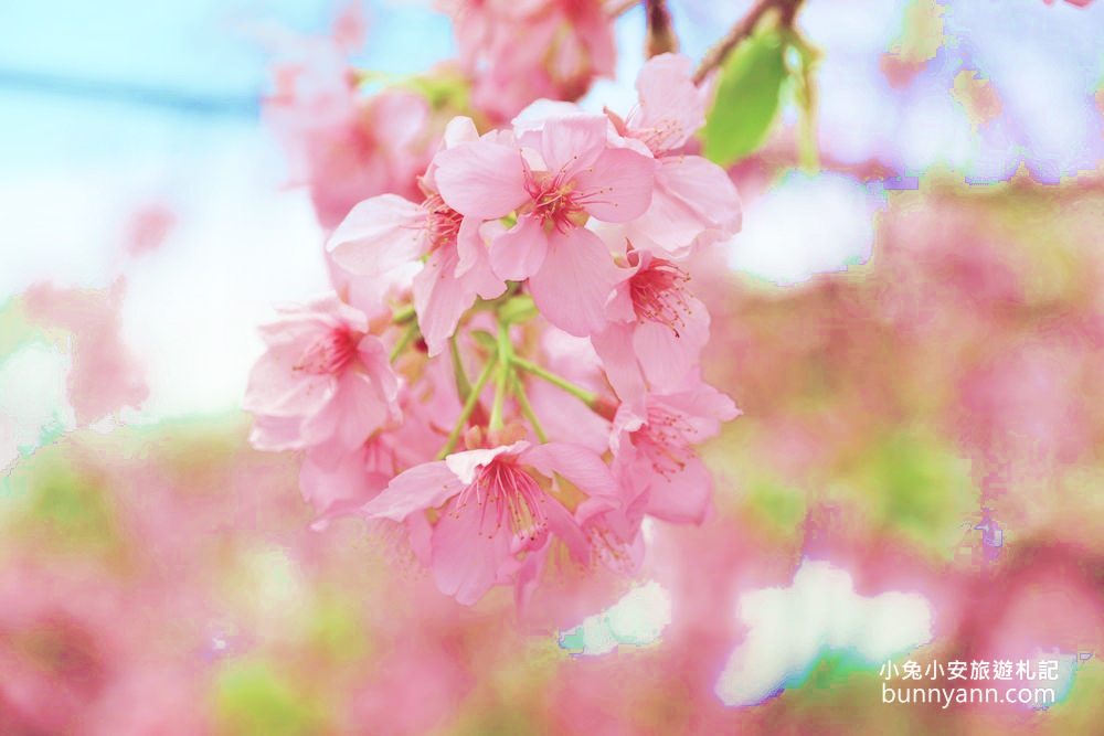 宜蘭景點》最新賞櫻去處！冬山鄉粉紅櫻花隧道，盛開枝垂櫻美如瀑布～