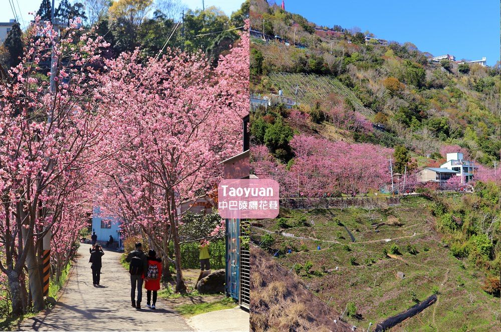 桃園景點》免門票賞櫻地點！中巴陵櫻木花道昭和櫻七成開，粉紅櫻花隧道～