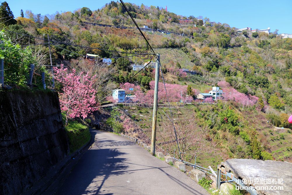 桃園景點》免門票賞櫻地點！中巴陵櫻木花道昭和櫻七成開，粉紅櫻花隧道～