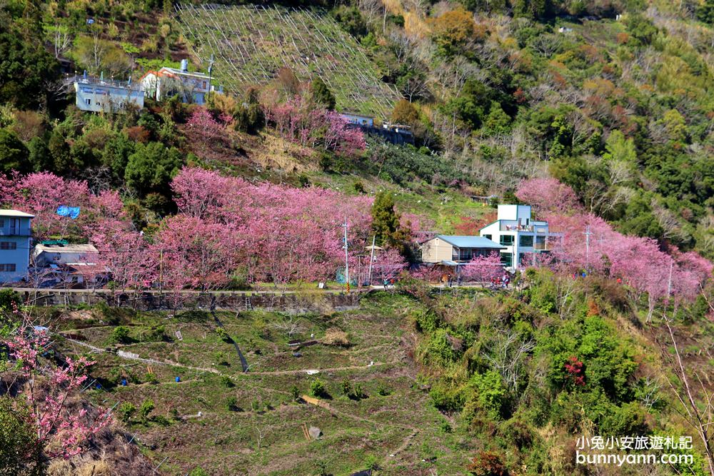 桃園景點》免門票賞櫻地點！中巴陵櫻木花道昭和櫻七成開，粉紅櫻花隧道～