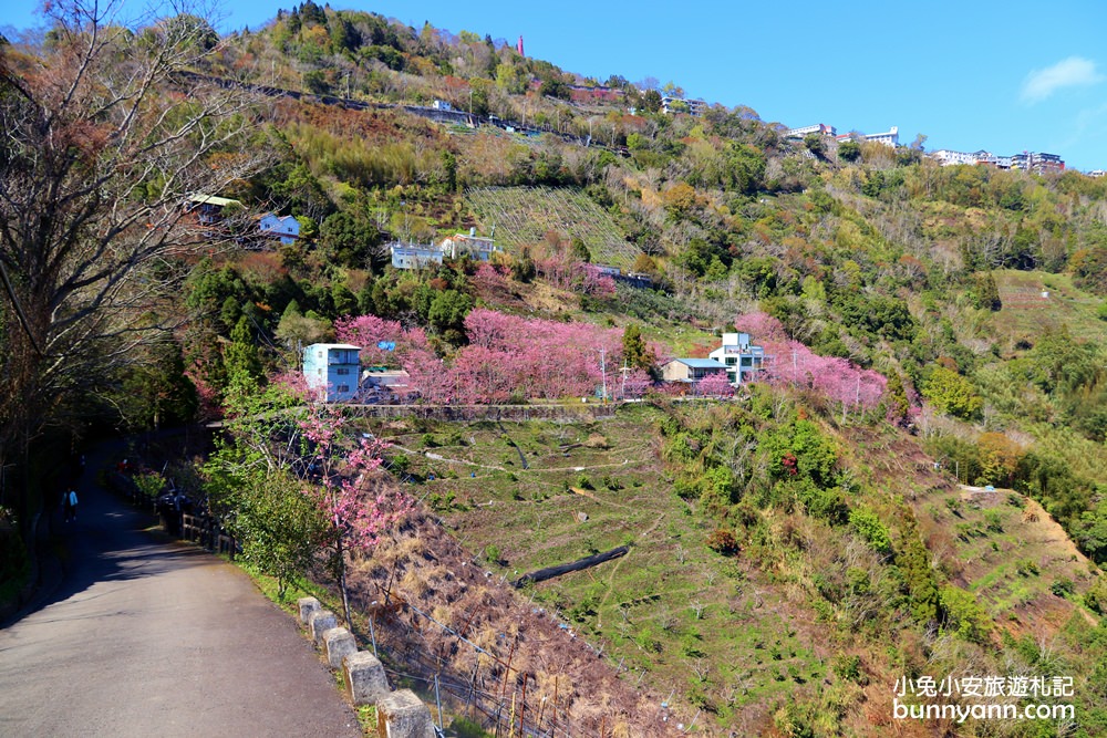 桃園景點》免門票賞櫻地點！中巴陵櫻木花道昭和櫻七成開，粉紅櫻花隧道～