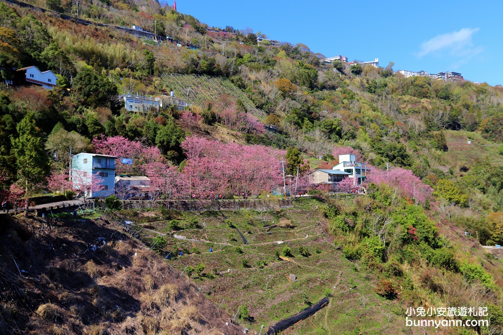 桃園景點》免門票賞櫻地點！中巴陵櫻木花道昭和櫻七成開，粉紅櫻花隧道～