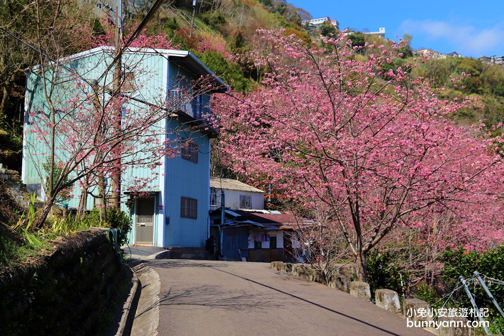 桃園景點》免門票賞櫻地點！中巴陵櫻木花道昭和櫻七成開，粉紅櫻花隧道～
