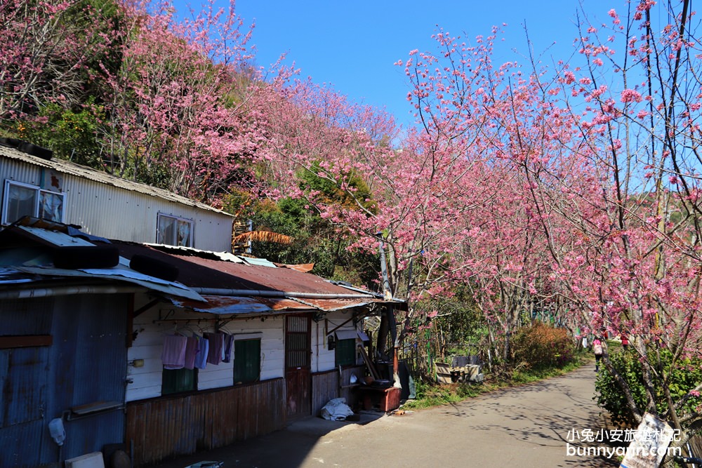 桃園景點》免門票賞櫻地點！中巴陵櫻木花道昭和櫻七成開，粉紅櫻花隧道～
