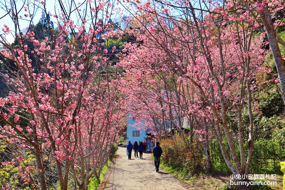 桃園景點》免門票賞櫻地點！中巴陵櫻木花道昭和櫻七成開，粉紅櫻花隧道～
