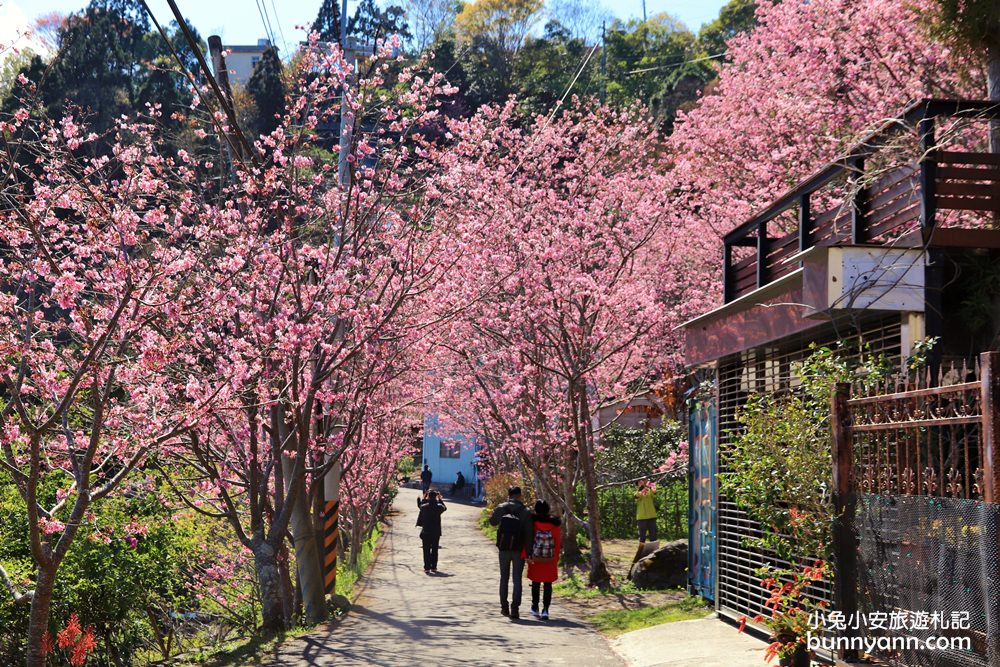 桃園景點》免門票賞櫻地點！中巴陵櫻木花道昭和櫻七成開，粉紅櫻花隧道～