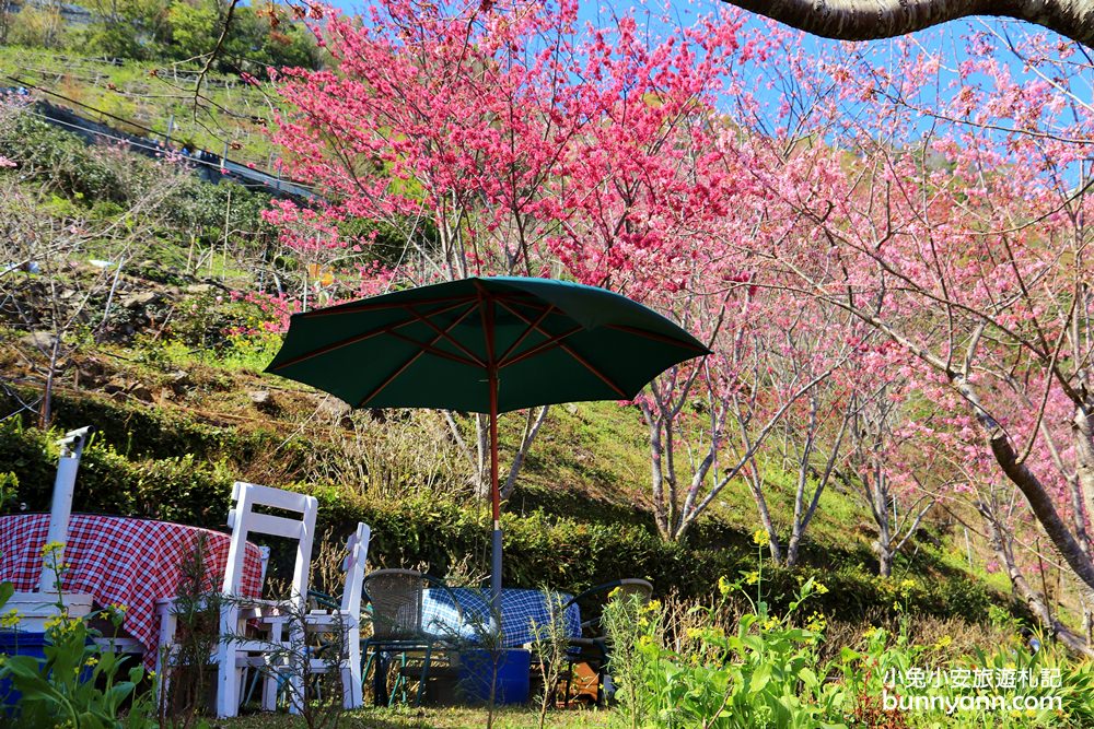桃園景點》免門票賞櫻地點！中巴陵櫻木花道昭和櫻七成開，粉紅櫻花隧道～