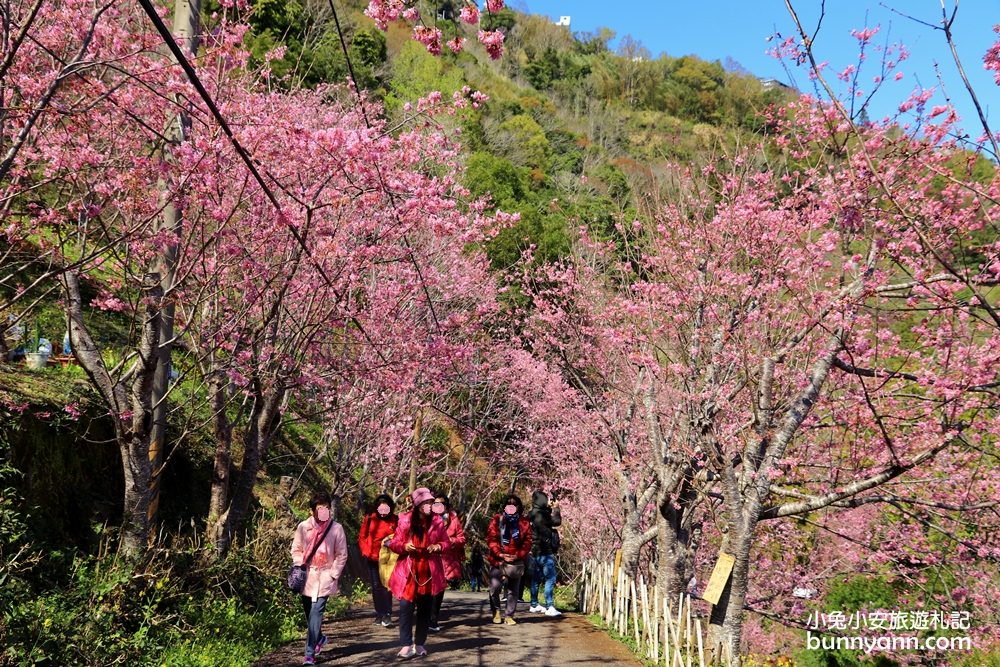 桃園景點》免門票賞櫻地點！中巴陵櫻木花道昭和櫻七成開，粉紅櫻花隧道～