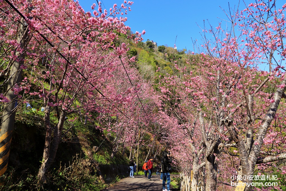 桃園景點》免門票賞櫻地點！中巴陵櫻木花道昭和櫻七成開，粉紅櫻花隧道～